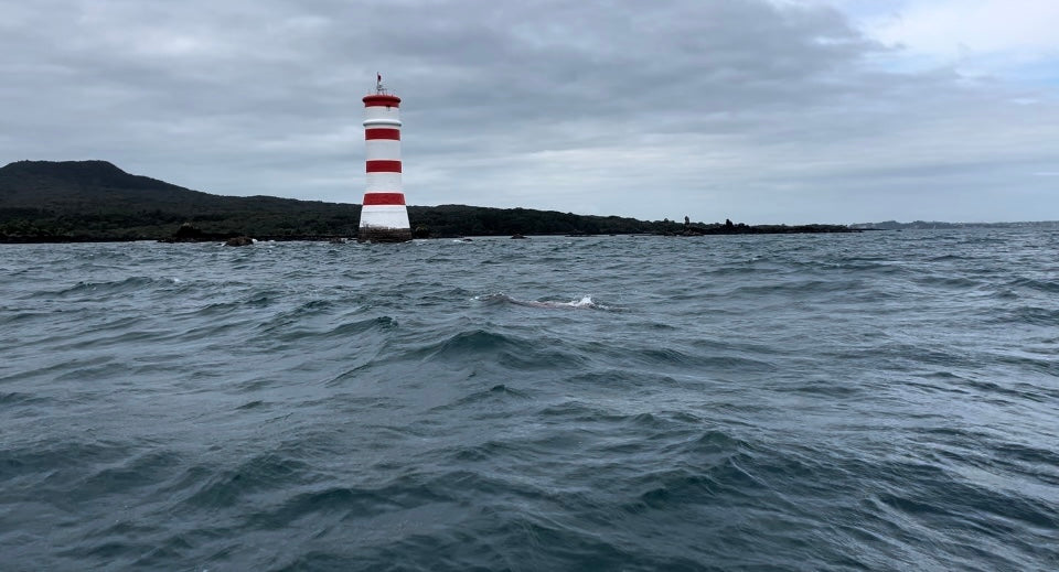 SOLO SWIM RANGITOTO ISLAND 20km