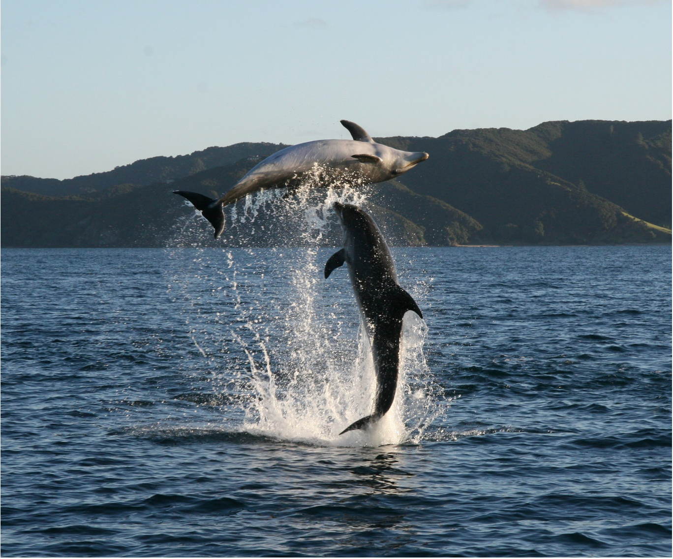 BAY HOPPER